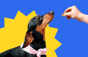 10 Homemade Treat Recipes for Dogs and Cats