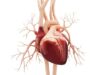 Low GI diet could help heart disease patients control their body weight and waistline